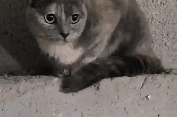 Chat gris clair tricolore trouvé à Vico - photo