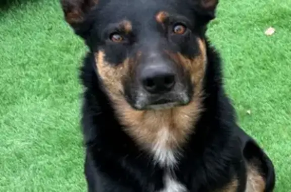 Chien trouvé Rocbaron, photo: Chien mâle trouvé sur la route à Rocbaron