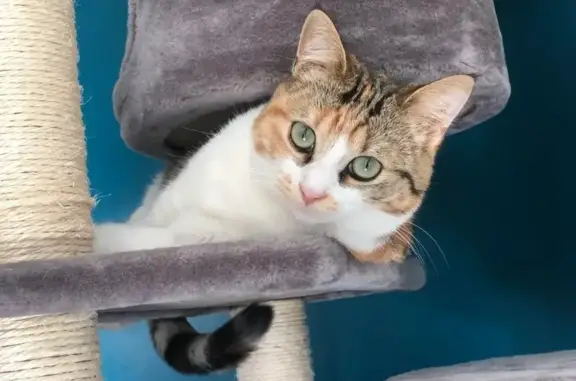 Chat perdu, Aron, photo: Chat tricolore perdu à Aron, 5 ans