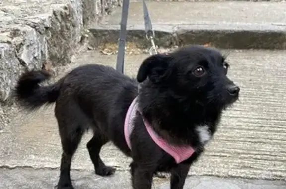 Chienne noire perdue à Nice - photo