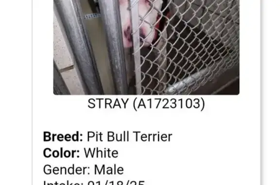 Sweet White Dog Found in Target Lot