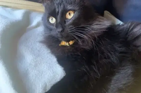 Minette noire trouvée à Joué-lès-Tours - photo