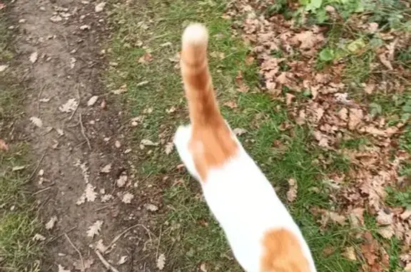 Chat trouvé câlin, Bruguières - photo