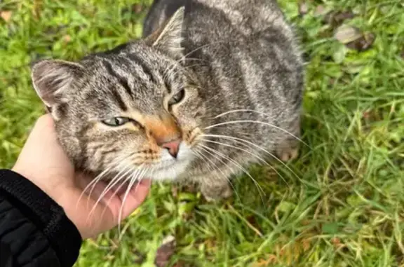 Chat à 3 pattes trouvé à Authon - photo