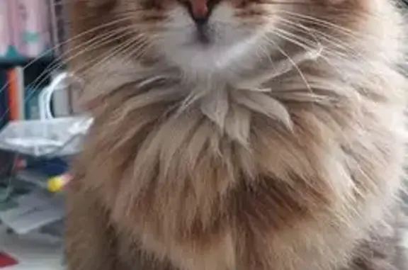 Chat mâle fauve perdu à Chavanoz - photo