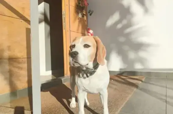 Perro Beagle Perdido: Bimba en Alicante