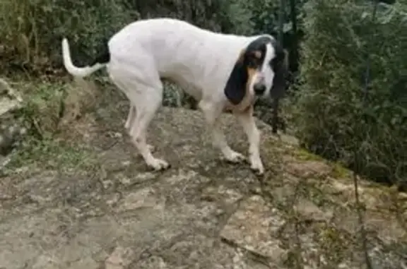 Chienne Porcelaine trouvée à Arandon-Passins - photo