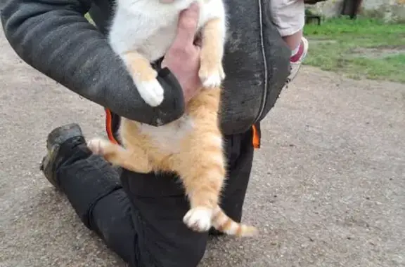 Animaux trouvés , photo: Chat mâle blanc et roux câlin trouvé