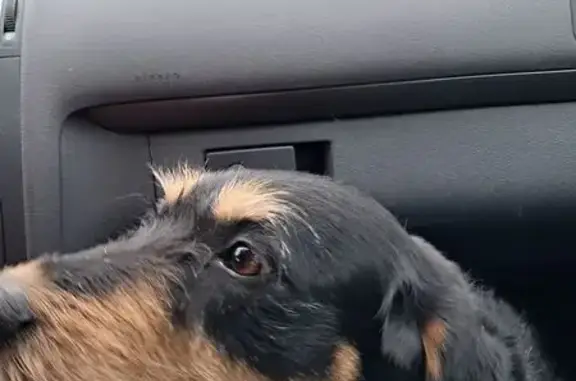 Animaux trouvés , photo: Chienne trouvée noir et fauve Normandie