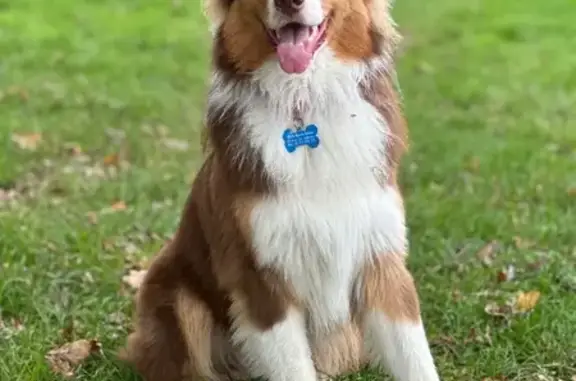 Chien perdu à l'étang de la Retreve - photo