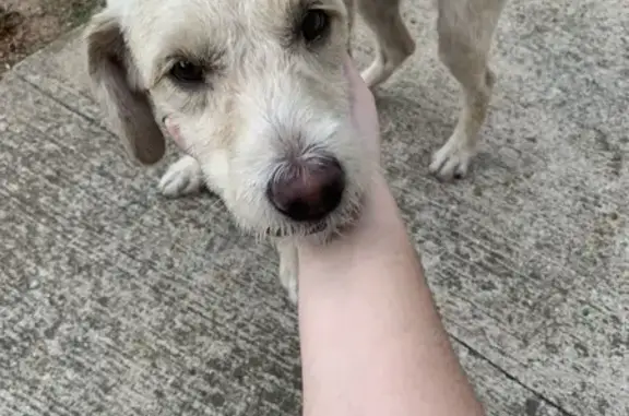 Ajude a Resgatar Cachorro Abandonado Hoje