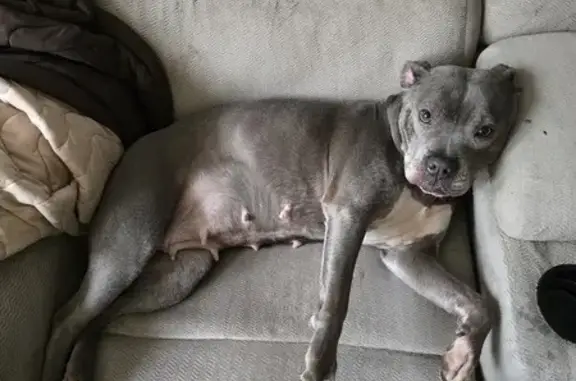 Friendly Blue Pitbull Found in Reynoldsburg