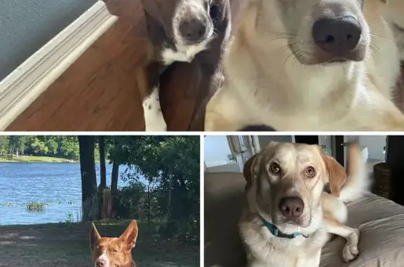 Help Find Mono & Rico: Lost Dogs Alert!