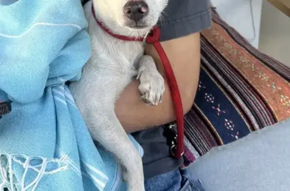 Found: Male Chihuahua Mix in Chandler