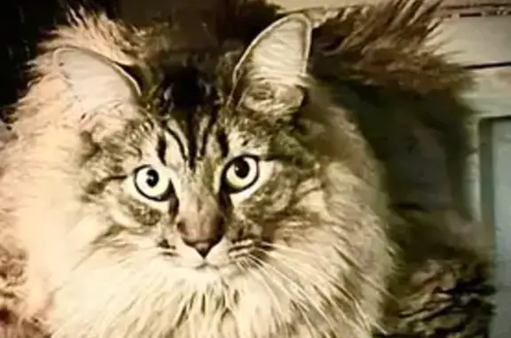 Help Find Our Missing Maine Coon Cat!