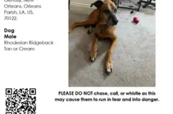 Help Find Lost Rhodesian Ridgeback!