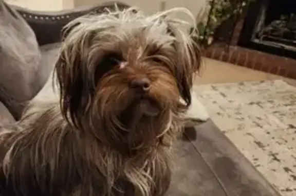 Lost Shorkie in Memphis: Help Find Her