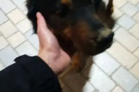 Chien mâle type Beauceron trouvé à Nailloux - photo
