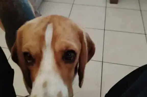 Chien perdu , photo : Beagle perdu avec harnais camouflage