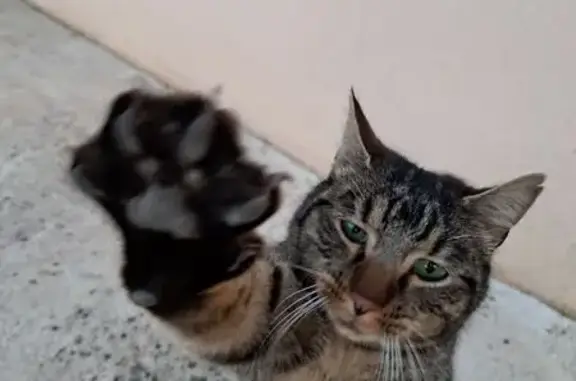Chat trouvé Barjac, photo: Chat trouvé à Barjac, cherche nourriture