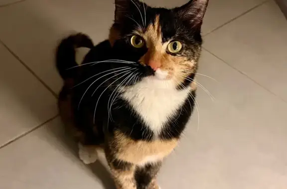 Chatte tricolore perdue aux Auxons - photo