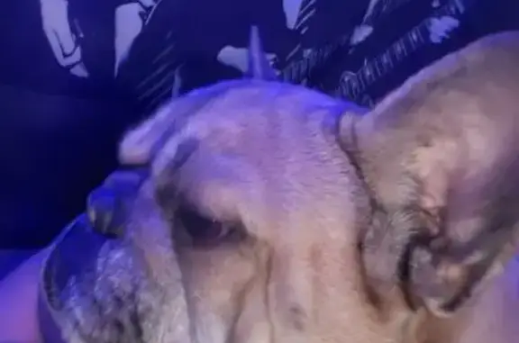 Perdu : Bouledogue français femelle fauve - photo