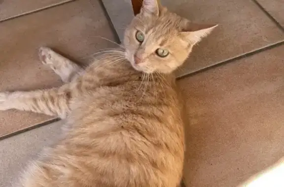 Chat perdu, Marseille Bompard, photo: Chat roux disparu à Marseille