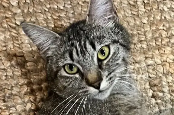 Chatte perdue, Acha, Céret - photo