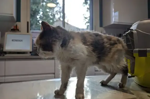 Jeune chatte tricolore trouvée à Celles-sur-Belle - photo