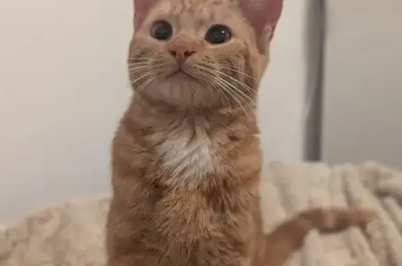 Chaton trouvé à Crusnes, Rue des Tilleuls - photo