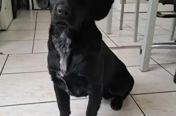 Chien trouvé , photo: Chien sociable trouvé à Noyelles-Godault