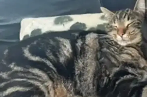 Chat tigré stérilisé perdu à Baurech - photo