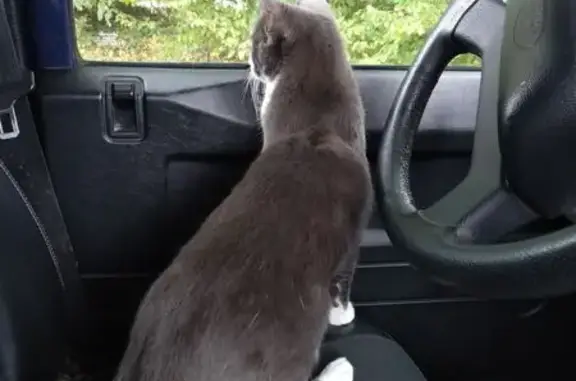 Animaux perdus Viroflay, photo: Chat européen gris-blanc perdu à Viroflay