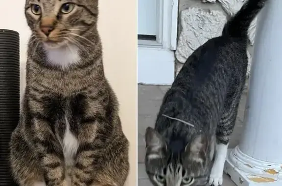 Help Find Jelly: Lost Tabby in Vernon Hills