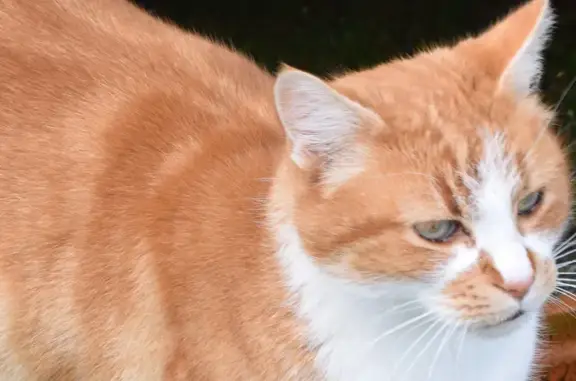 Chat trouvé Nouvelle-Aquitaine, photo: Chat mâle roux trouvé à Anglade