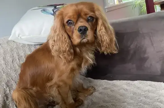 Missing Ruby: Male Cavalier in Ballarat