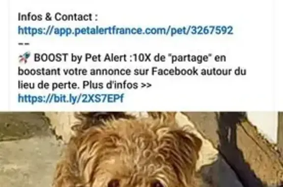 Airedale terrier perdu à Marolles - photo