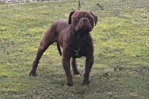 Chien marron croisé trouvé à Ormes - photo