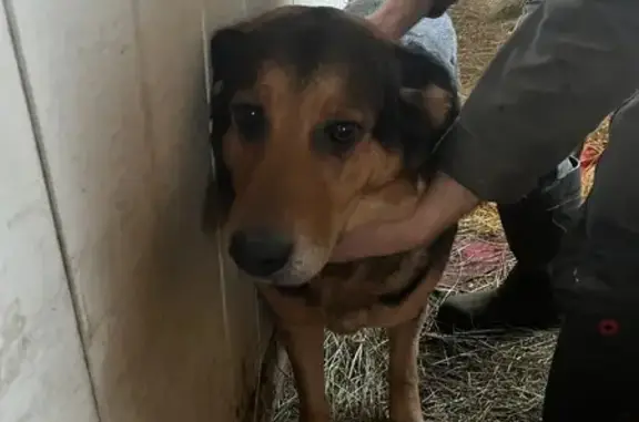 Chienne croisée trouvée à Montécheroux - photo