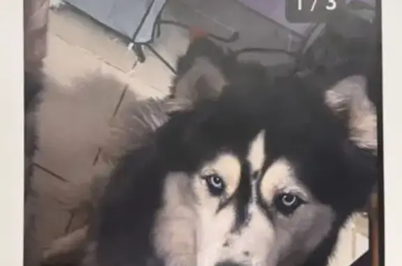 Lost Husky: Seen on Brookview & Peach