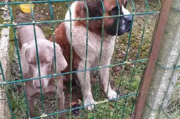 Animaux trouvés , photo: Chien trouvé à Trémont, Le Bourg