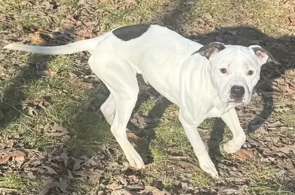 Urgent: Found Malnourished Dog in NLR