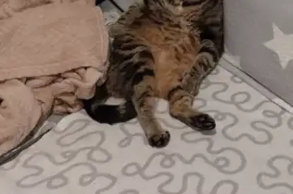Chat perdu, Certines, photo: Chatte tigrée Una disparue à Certines