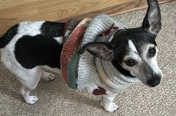 Found: Female Black & White Dog in Snow