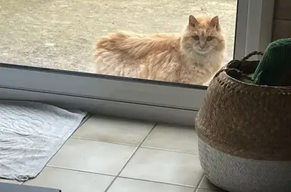 Chat trouvé , photo: Chat roux angora trouvé à Longuenée-en-Anjou