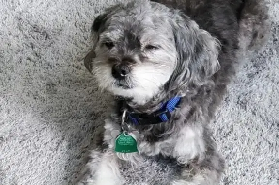 Help Find Buddy: 15-Year-Old Shih-Poo Lost