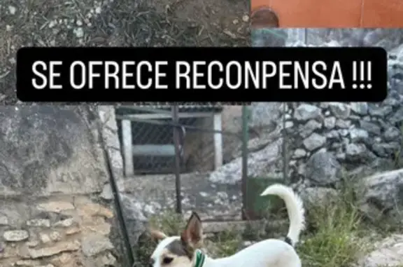 Perro Perdido: Podenco Hembra en Fuente-Tójar