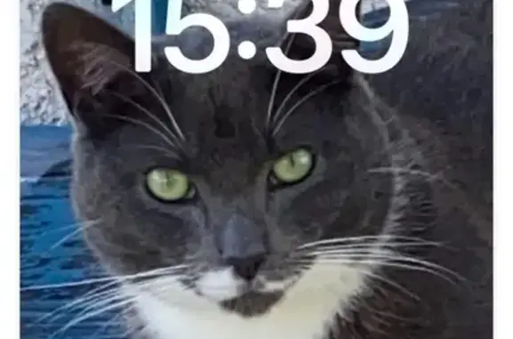 Animaux perdus Écouen, photo: Chat perdu à Écouen : Trésor disparu
