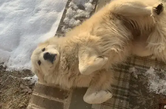 Lost Great Pyrenees in Menifee Area