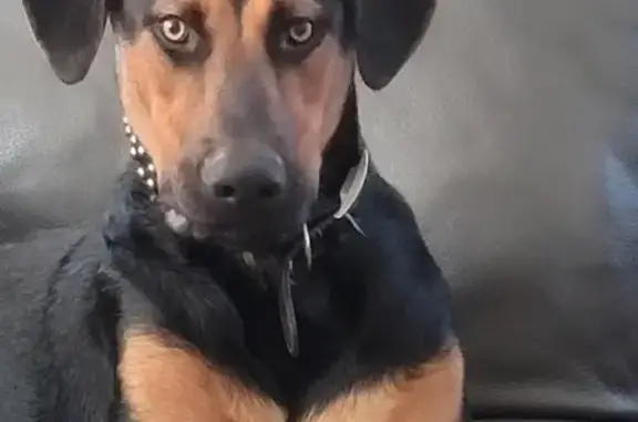 Lost Doberman/Shepard: Help Find Him!